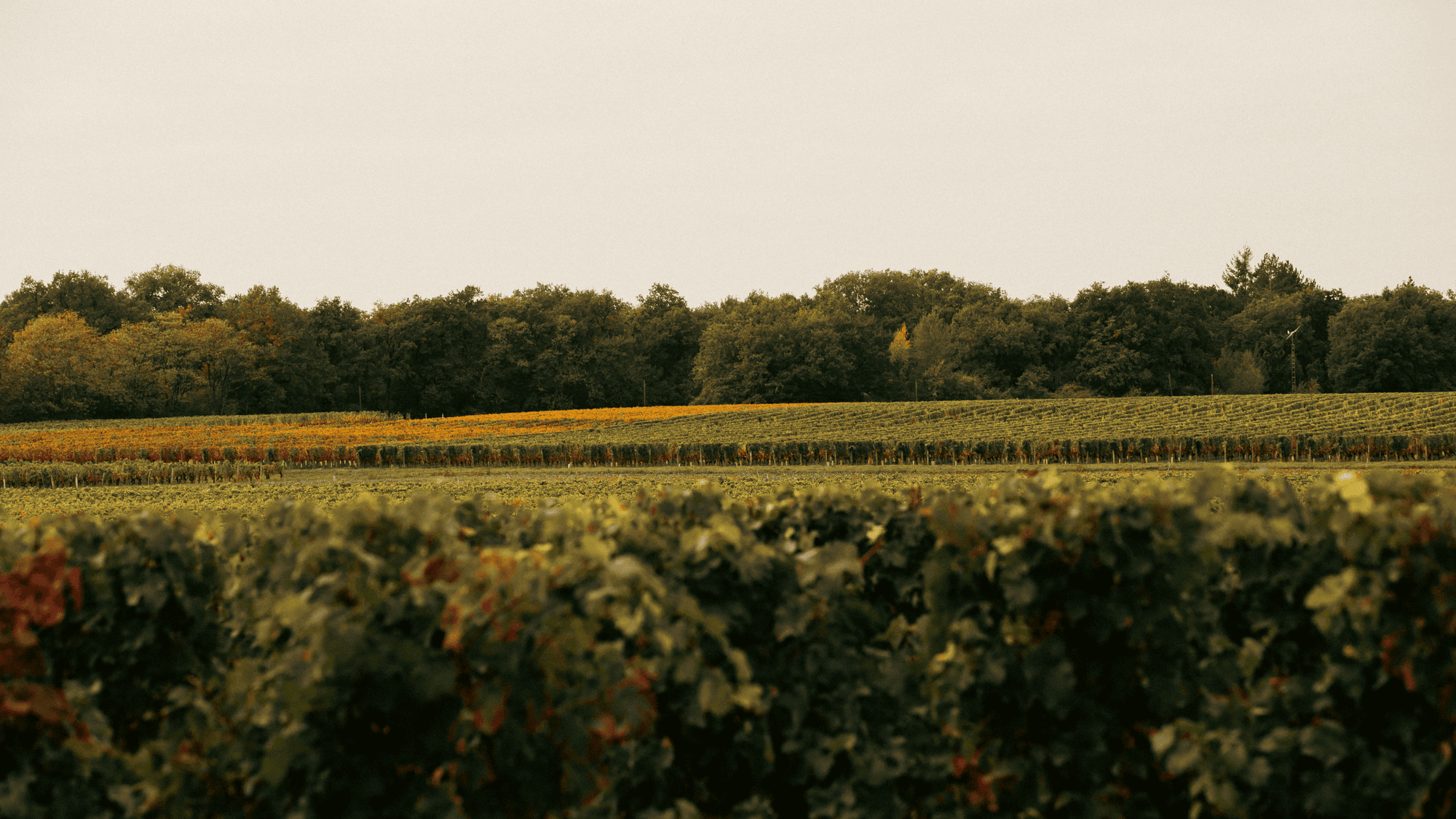Tapestry of la Loire: gravel riding through vineyards and history