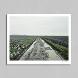 Roubaix 04 - Art Print - Michael Blann